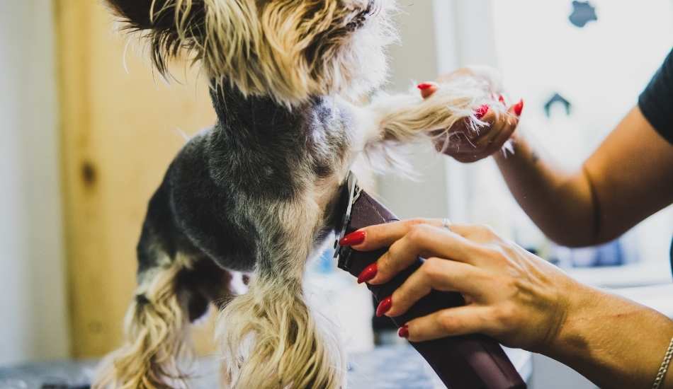 Ofertas de trabajo para cuidar mascotas