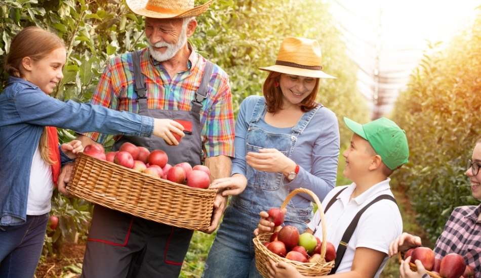 Vacantes de trabajo para cosecha de Manzanas