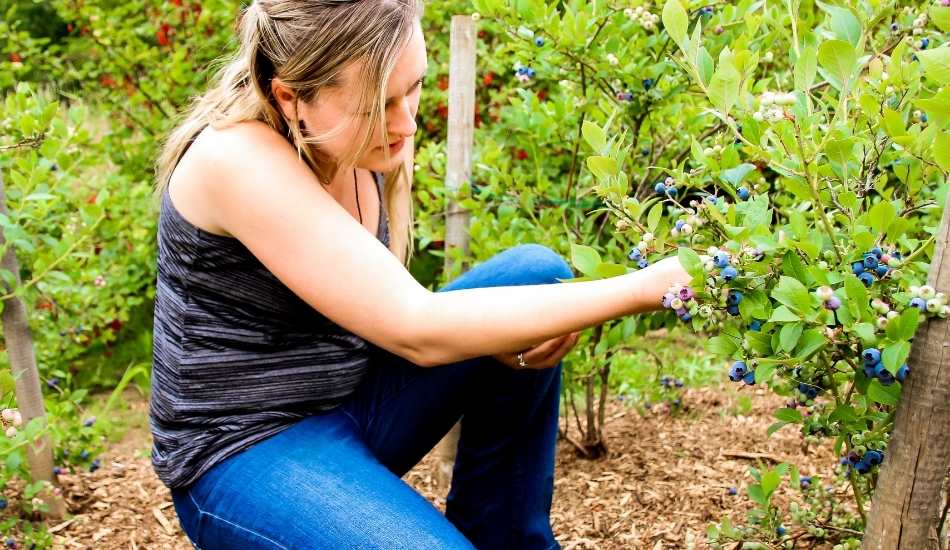 Vacantes de trabajo para cosechar de arándanos